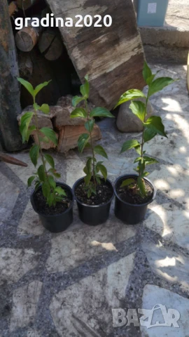 Дрян - Жълт, снимка 8 - Разсади - 51095875