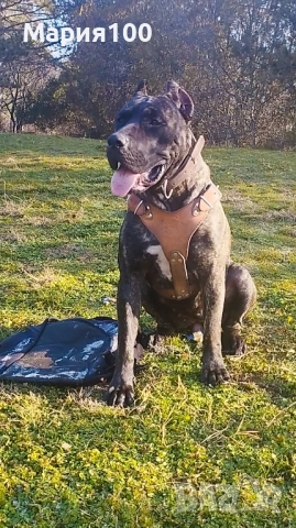 Преса Канарио кученца , снимка 3 - Други - 51673913