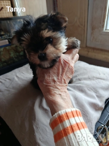 Йоркширски териер 