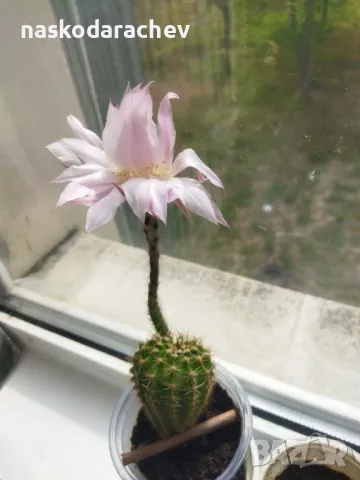 Кактус цъфтящ , снимка 2 - Стайни растения - 49928084