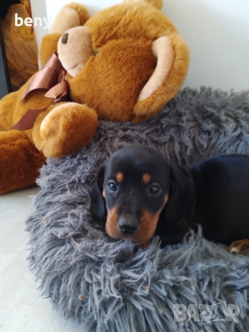 Мъжко Дакелче, снимка 3 - Дакели - 52938767