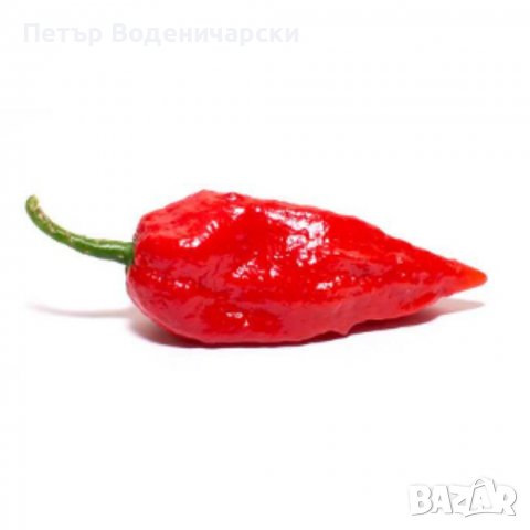 Люта чушка. Семена от шестте най-лютите чушки на планетата : 1. Каролина Рийпър (Carolina Reaper) Ср, снимка 5 - Разсади - 37370218