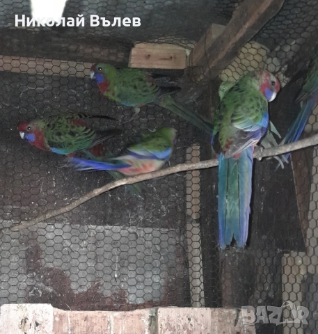 Пенанти , снимка 7 - Папагали - 52105277