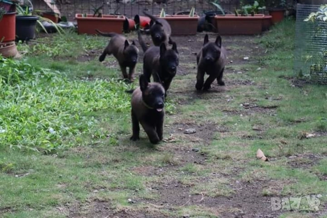 Белгийски овчарки-малиноа , снимка 2 - Белгийска овчарка - 51852914