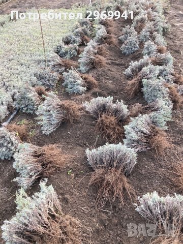 Разсад лавандула на едро и дребно, снимка 5 - Градински цветя и растения - 31696645