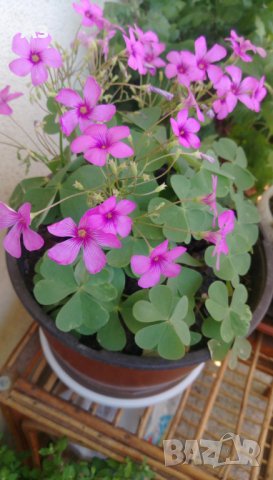 Продавам цветя Детелина Оксалис, розови, във висящи и обикновени саксии, снимка 6 - Стайни растения - 25313229