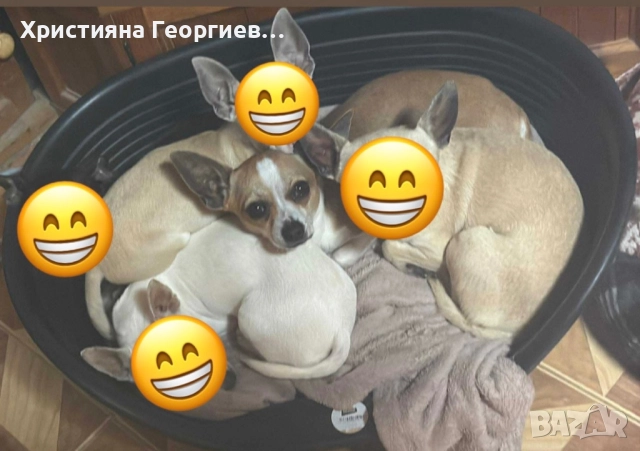 Чихуахуа , снимка 3 - Чихуахуа - 52748452