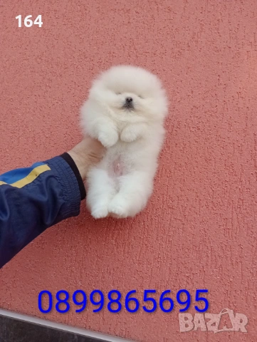 Мъжки бял Померан. Реални снимки от 06.01.26 г.  , снимка 6 - Померан - 53040595