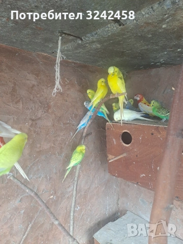 Продавам папагали, снимка 5 - Папагали - 53056720
