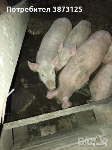 Свободни бели прасета, снимка 4 - Прасета - 53235612