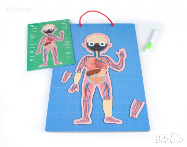 Магнитна дъска с човешкото тяло, снимка 2 - Образователни игри - 52743024