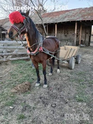 свободен мъжки скопен кон , снимка 1 - Коне - 49391401