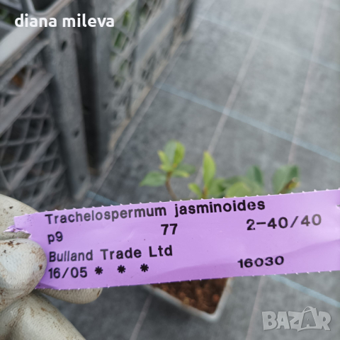 Жасмин, Trachelospermum Jasminoides, вечнозелен, студоустойчив, снимка 8 - Градински цветя и растения - 44919994