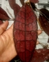 Hoya Clemensiorum Red , снимка 1