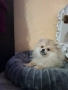 Мини померан, снимка 1