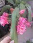 Розов епифилум, снимка 1 - Стайни растения - 43055914