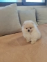 Померан мини мъжко , снимка 2