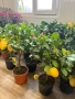 🍋🍋🍋Цитрус Лимон, снимка 7