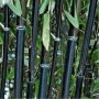 100 бр бамбукови семена градински растения Черен цвят бамбук Moso-Bamboo за декорация на градината д, снимка 5