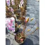 Magnolia starburst(Магнолия Избухнали звезди), снимка 2