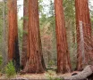 Екзотични нови 15 семена гигантска секвоя мамутово дърво sequoiadendron giganteum декорация в двора, снимка 15