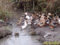 Крякащи патици апълярд мъжки, снимка 1 - За птици - 43405018