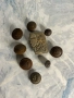 Лот Български Царски Копчета и Част от Тока, снимка 2