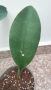 Sansevieria Masoniana - Whale fin ( Сансевиера Китова перка ), снимка 5