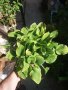 Хоста Бяло с Зелено , Жълто с зелено и чисто зелена  Цена за 1бр 8,50лв., снимка 5