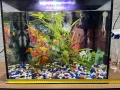 Аквариум, снимка 9