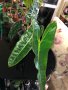 Philodendron Billietiae , снимка 1 - Стайни растения - 43061264