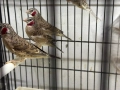 Продавам червеногърли амадини , снимка 2