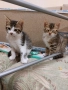 ПОДАРЯВАМ домашни котенца, снимка 5