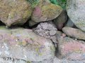 Червени камъни от ограда , снимка 1 - Строителни материали - 33000545