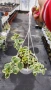 Кошница с вариегатна Винка, Vinca major Variegata, снимка 7