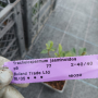 Жасмин, Trachelospermum Jasminoides, вечнозелен, студоустойчив, снимка 8