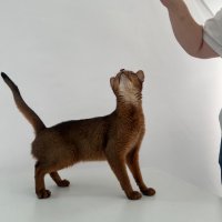 Продавам родословни абисински котета, снимка 5 - Други - 42625721