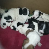 ПРОДАВАМ-продавам djack russell terrier 0406211147, снимка 1 - Джак ръсел териер - 32281099