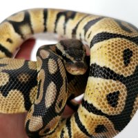  Кралски питон Ball python, снимка 3 - Змии - 43920542