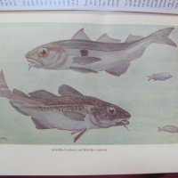 1956г.Научна Книга Илюстрации за Рибите и Водните Обитатели, снимка 3 - Антикварни и старинни предмети - 44029993