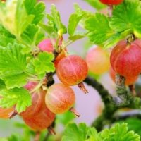 Цариградско грозде, Бодливо грозде Бяло и червено, снимка 12 - Разсади - 42940754