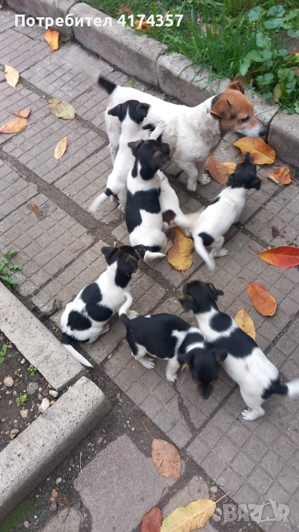 Джак ръсел териер , снимка 1