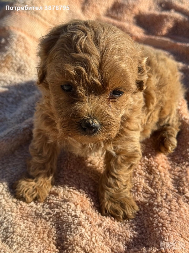 Малки коледни изкушения, снимка 1