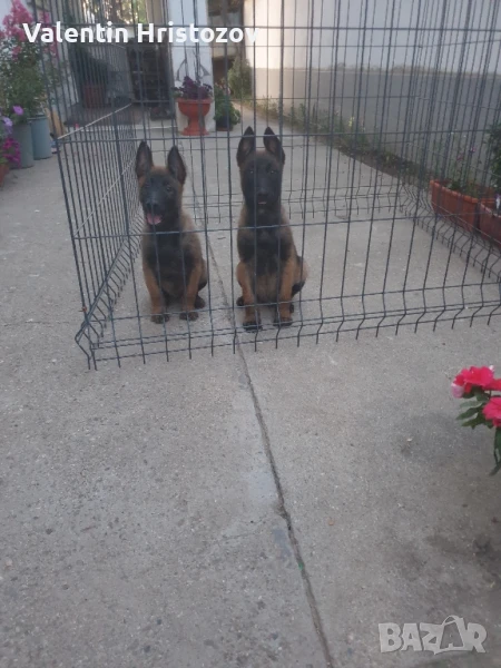 Белгийска овчарка малиноа , снимка 1