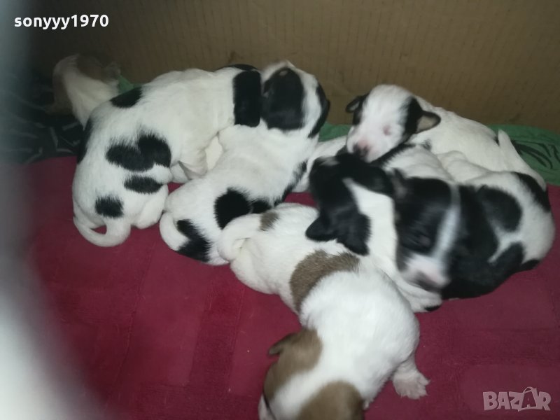 ПРОДАВАМ-продавам djack russell terrier 0406211147, снимка 1