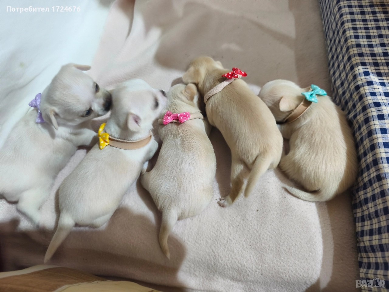 мини чихуахуа, снимка 1