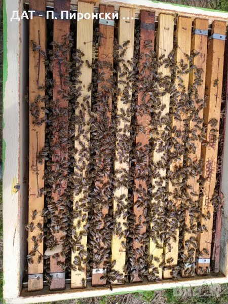 Пчелни отводки 2024г. цена за рамка ДБ, снимка 1