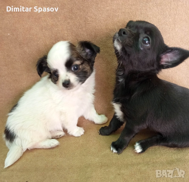 Продавам Кученца Куче Чихуахуа Дългокосместо и Късокосместо, снимка 1