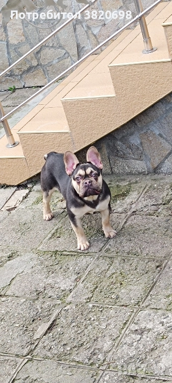 момче на 7 месеца с 3 ваксини . баща флъфи, снимка 1