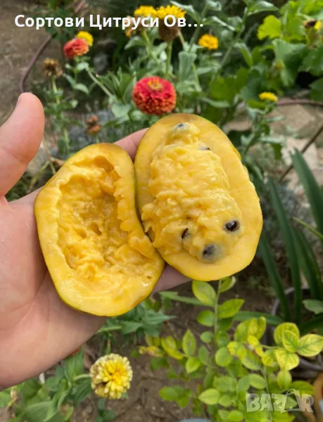 Индиански Банан PawPaw Асимина Трилоба Asimina Triloba, снимка 1